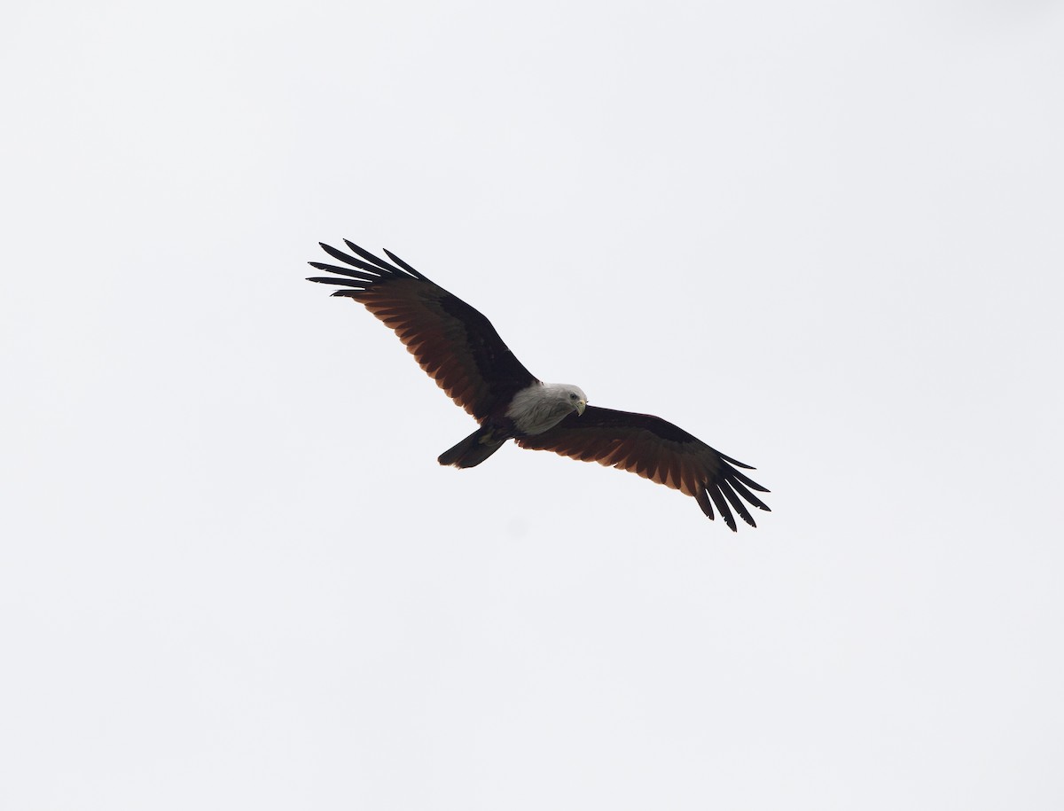 Brahminy Kite - ML413398331