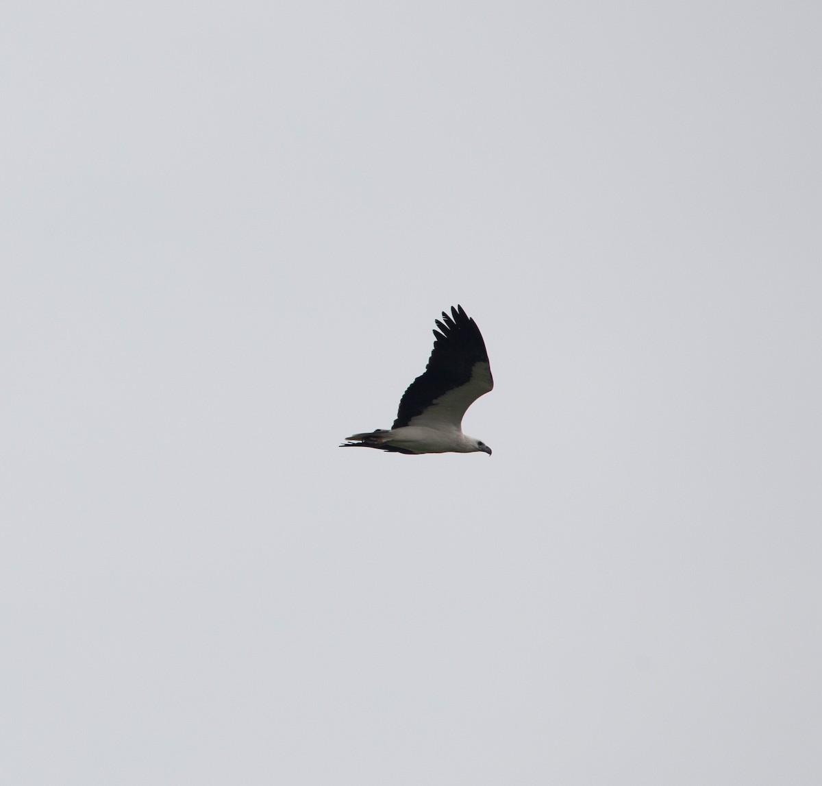 White-bellied Sea-Eagle - ML413398421