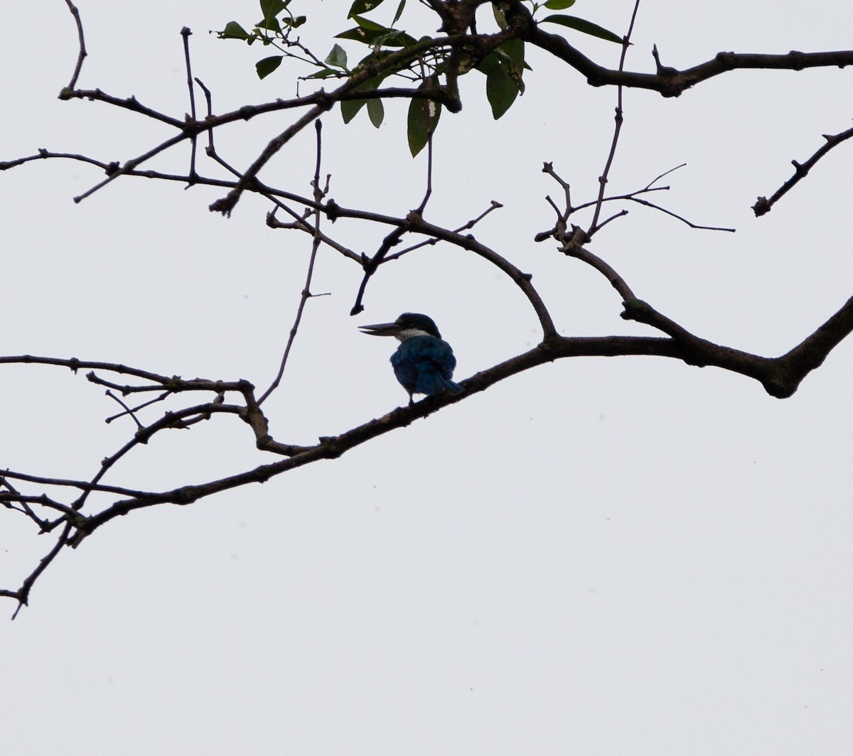 Collared Kingfisher - Matthew Teng