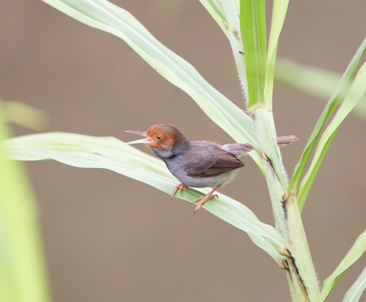 Ashy Tailorbird - ML413398831