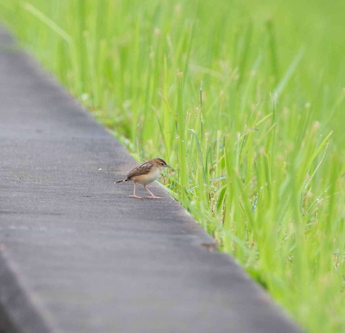 Zitting Cisticola - Matthew Teng