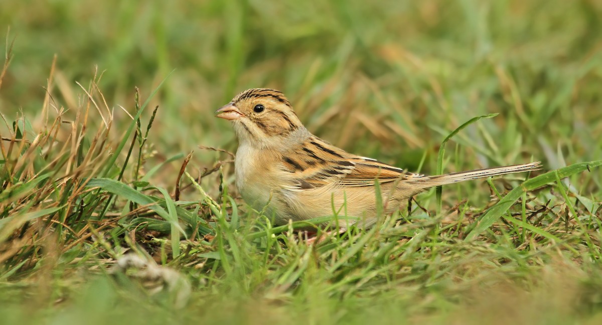 Clay-colored Sparrow - ML41339891