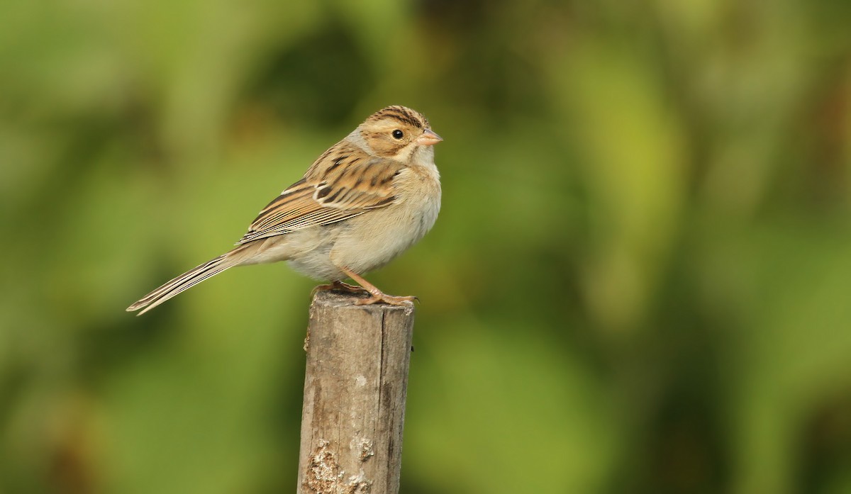 Clay-colored Sparrow - ML41339901