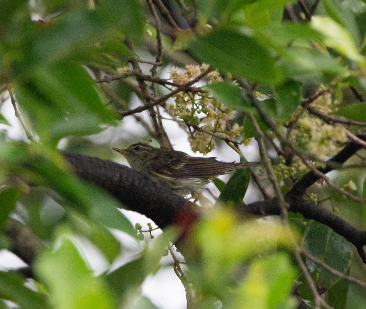 Mosquitero Boreal - ML413399201