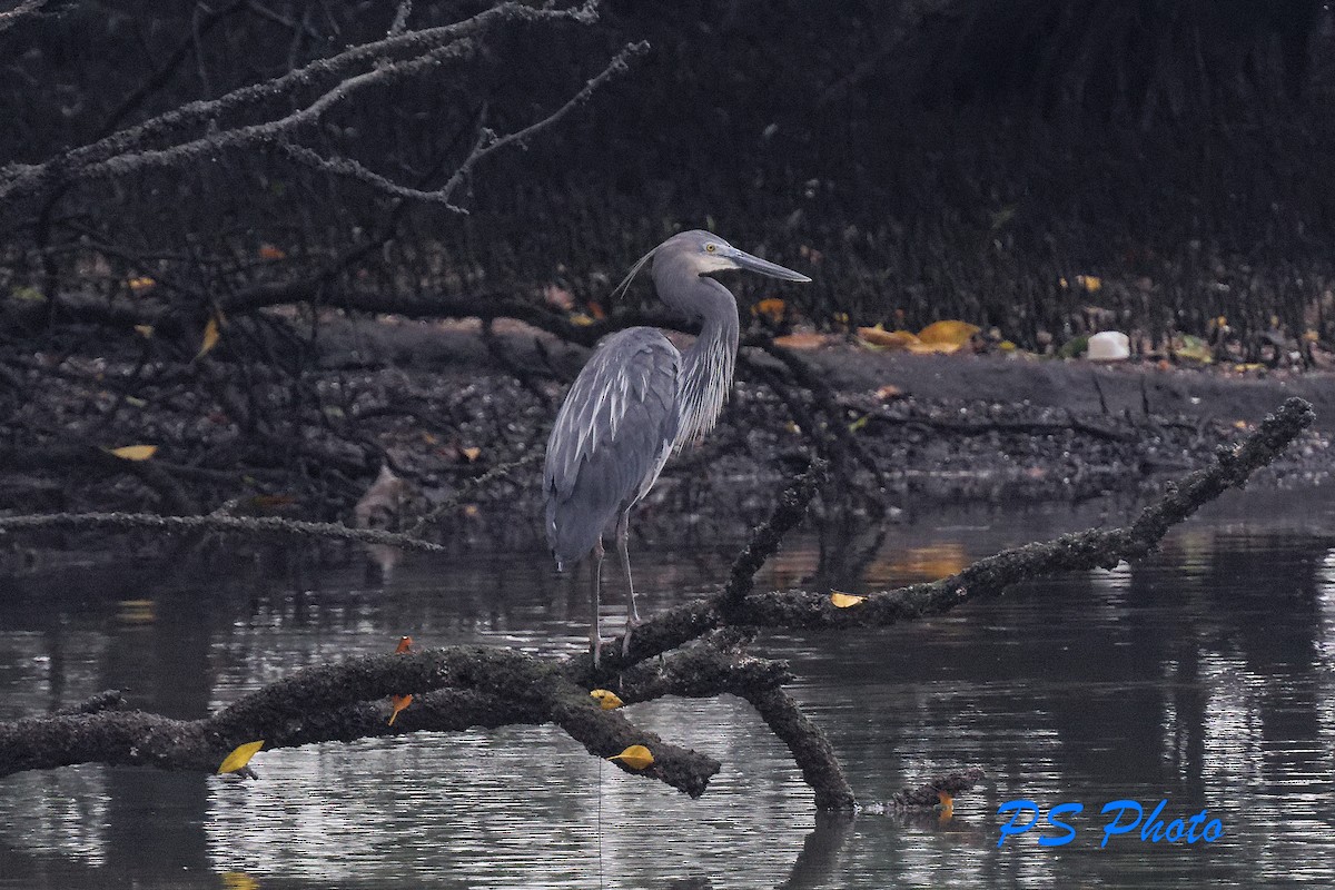 Great-billed Heron - ML413399281