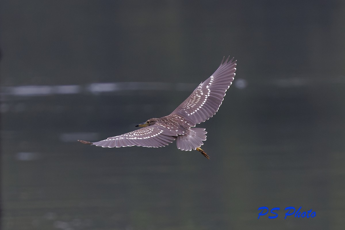 Black-crowned Night Heron - Pary  Sivaraman