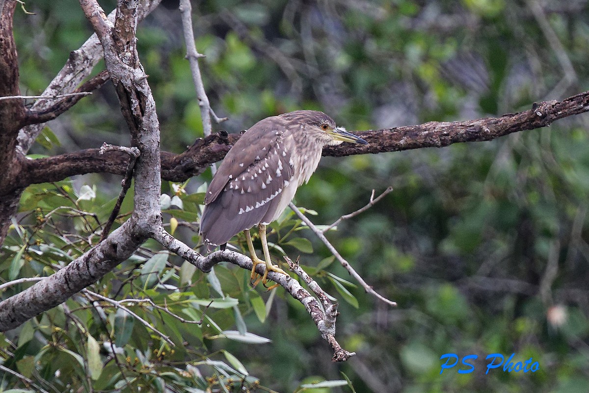 Black-crowned Night Heron - ML413399361