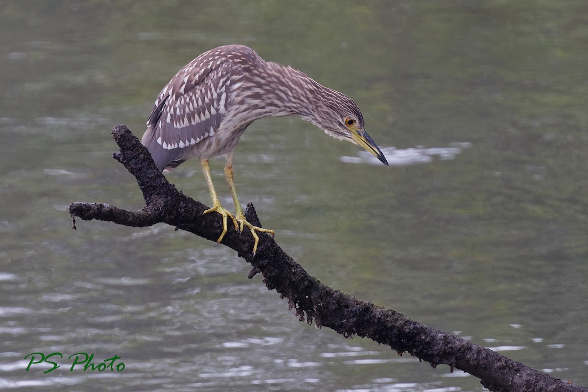 Black-crowned Night Heron - ML413399371