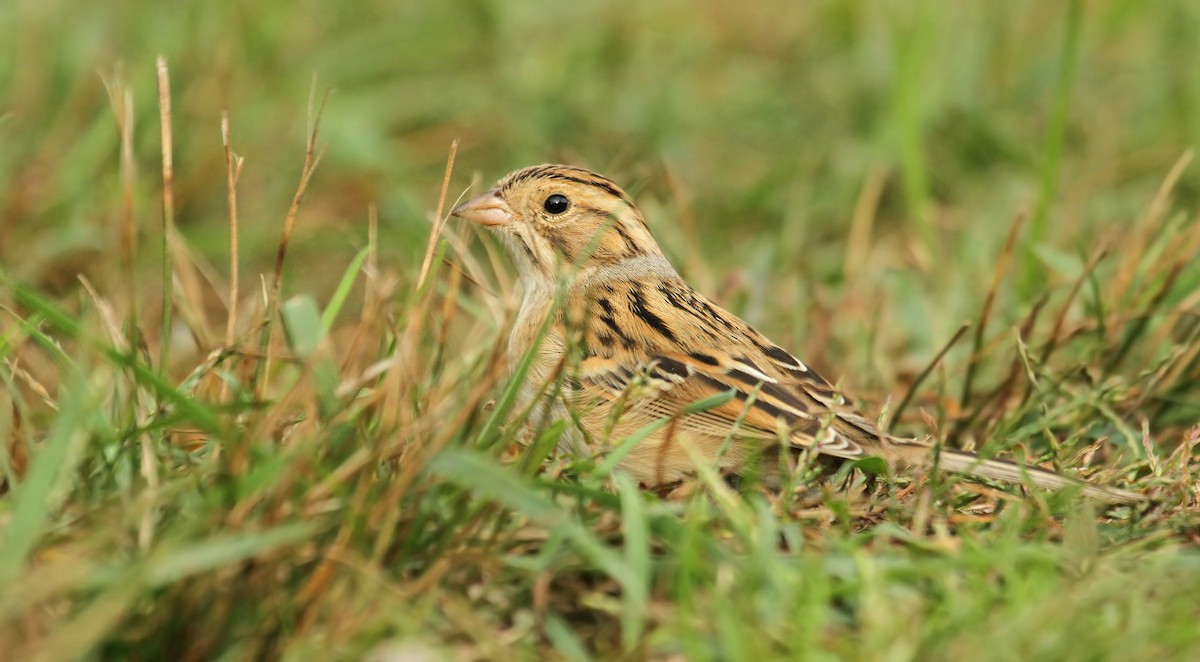 Clay-colored Sparrow - ML41339941