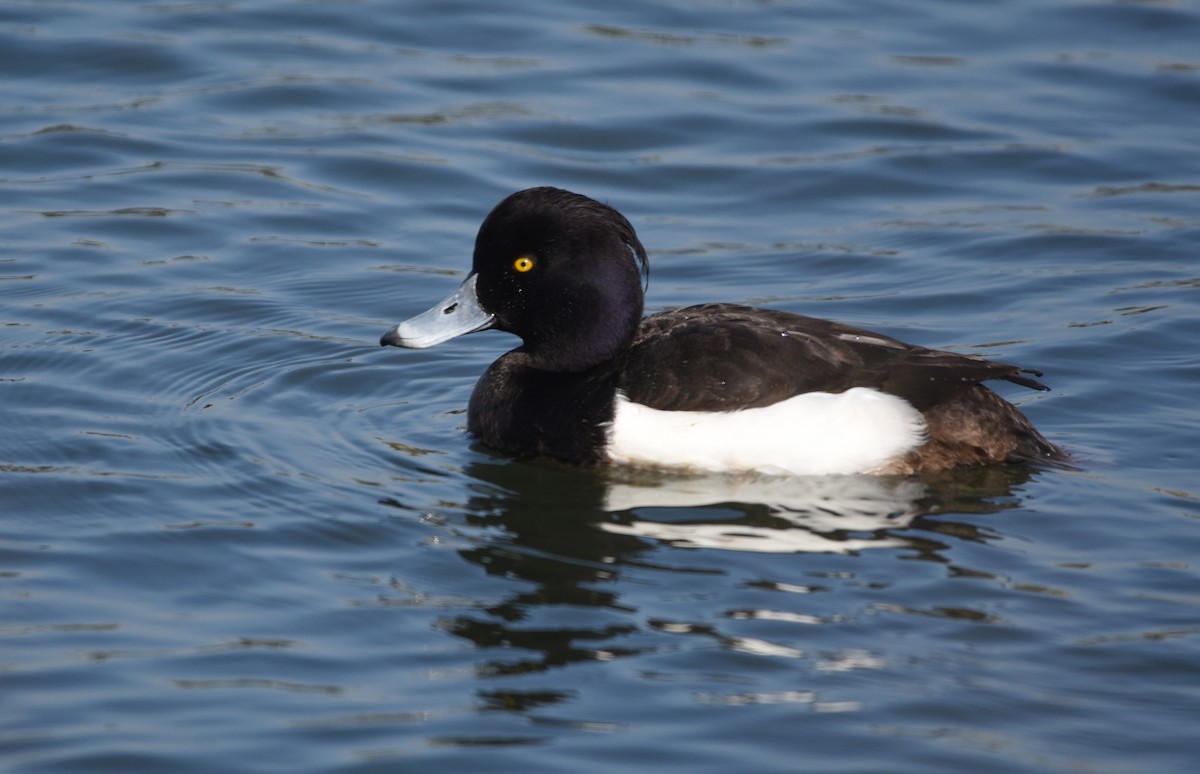 Tufted Duck - Christopher Lindsey