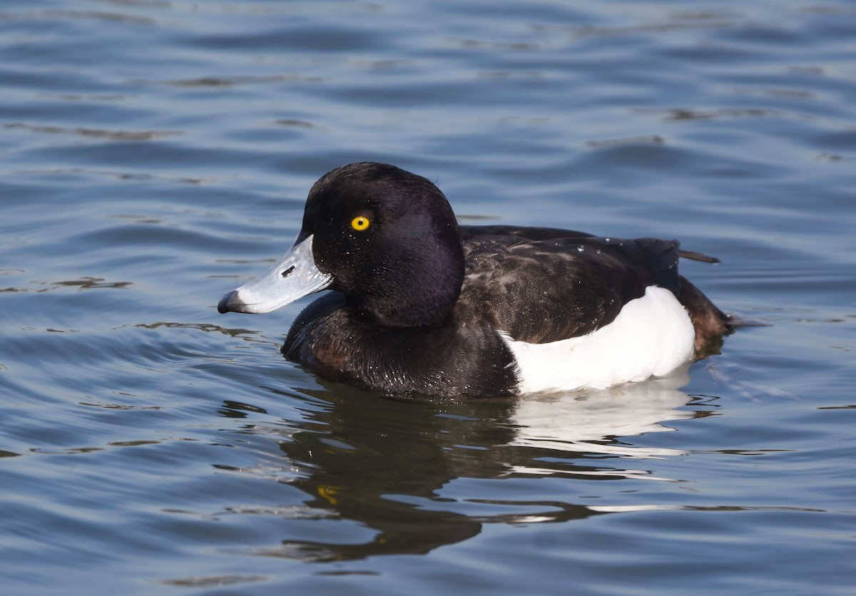 Tufted Duck - Christopher Lindsey