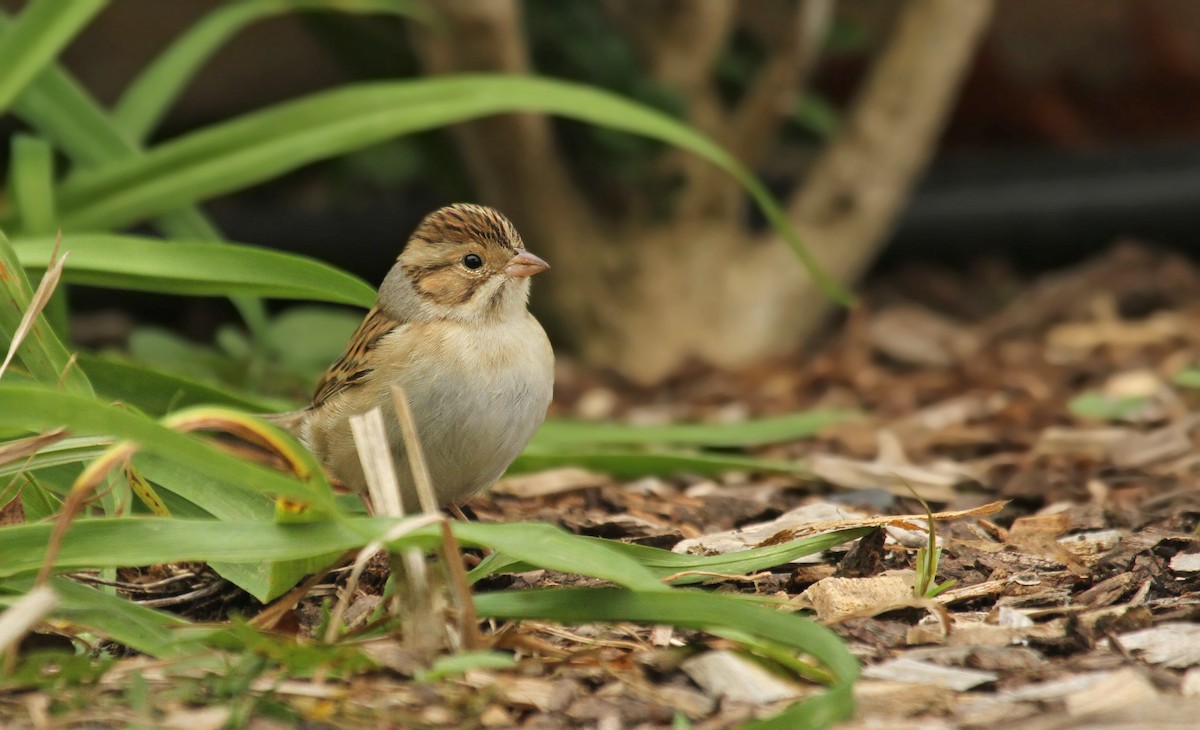 Clay-colored Sparrow - ML41339971