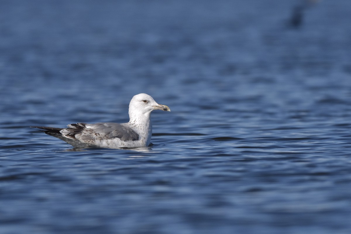 Caspian Gull - ML413399881