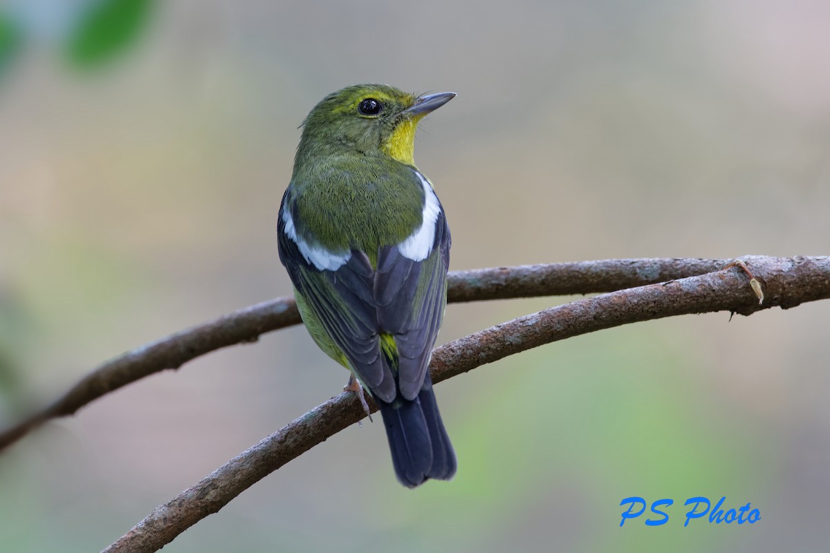 Green-backed Flycatcher - Pary  Sivaraman