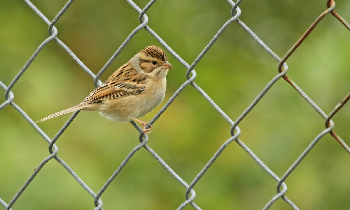 Clay-colored Sparrow - ML41340011