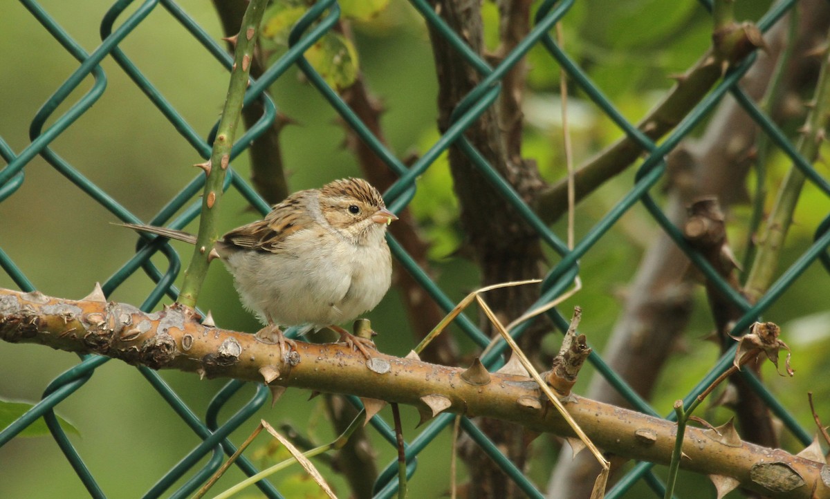 Clay-colored Sparrow - ML41340031