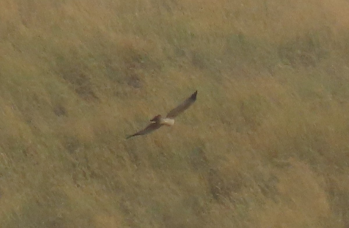 Spotted Harrier - ML413400311