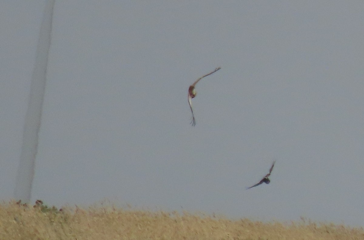 Spotted Harrier - ML413400431