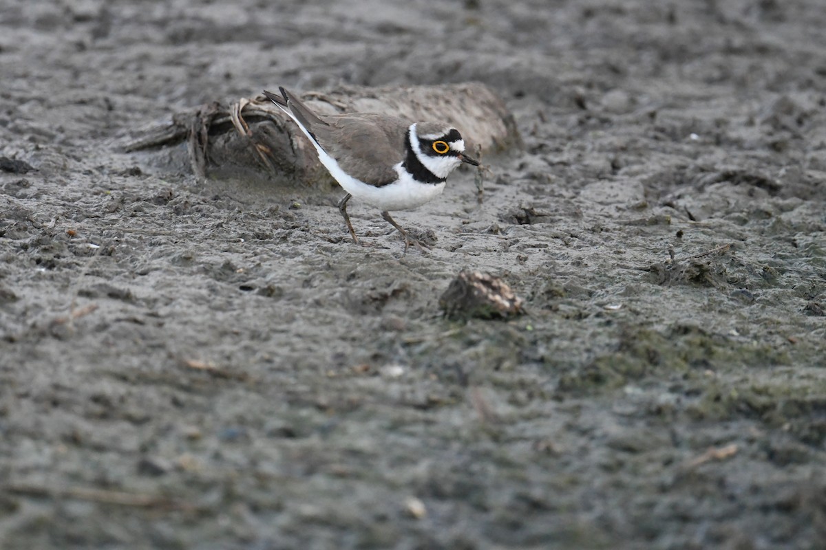 Little Ringed Plover - ML413400711