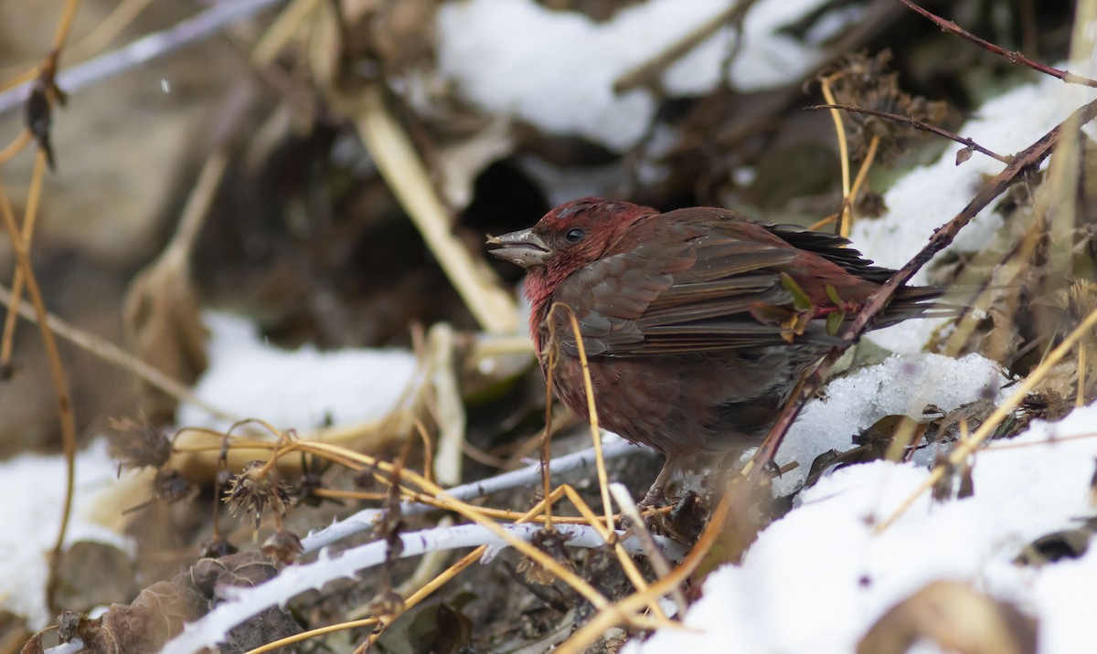 Blanford's Rosefinch - Norbu .