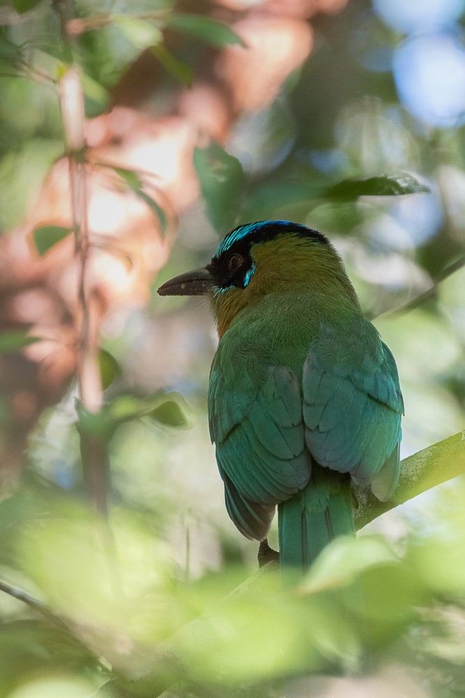 Lesson's Motmot - ML413401991