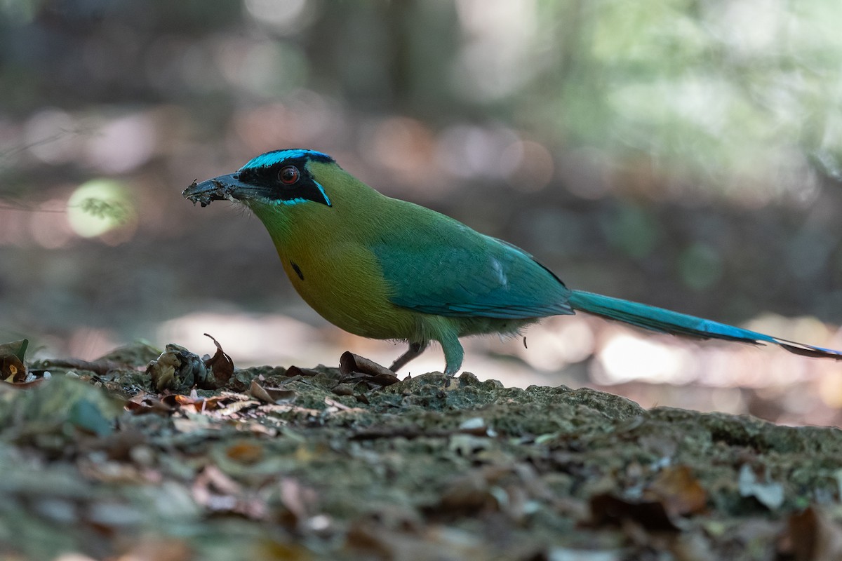 Lesson's Motmot - ML413402001