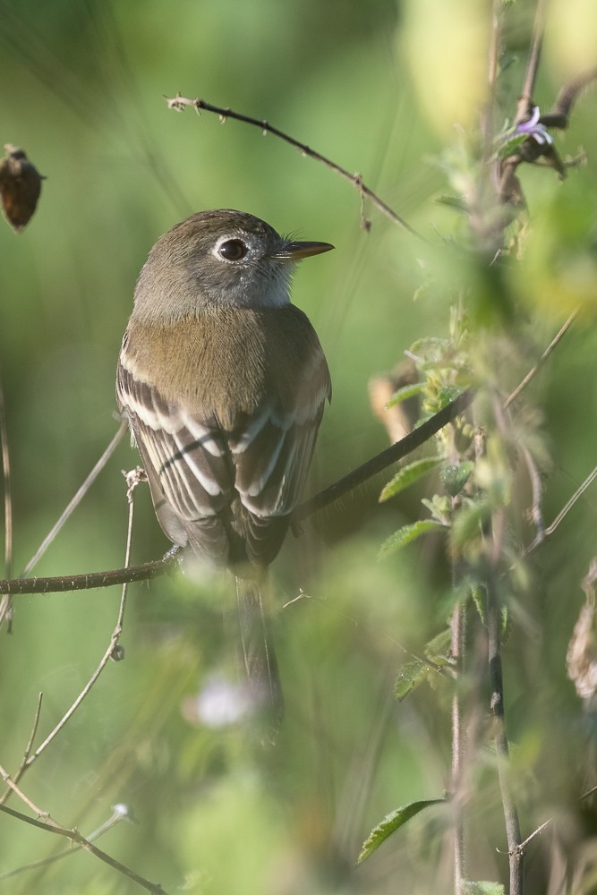 Least Flycatcher - ML413402011