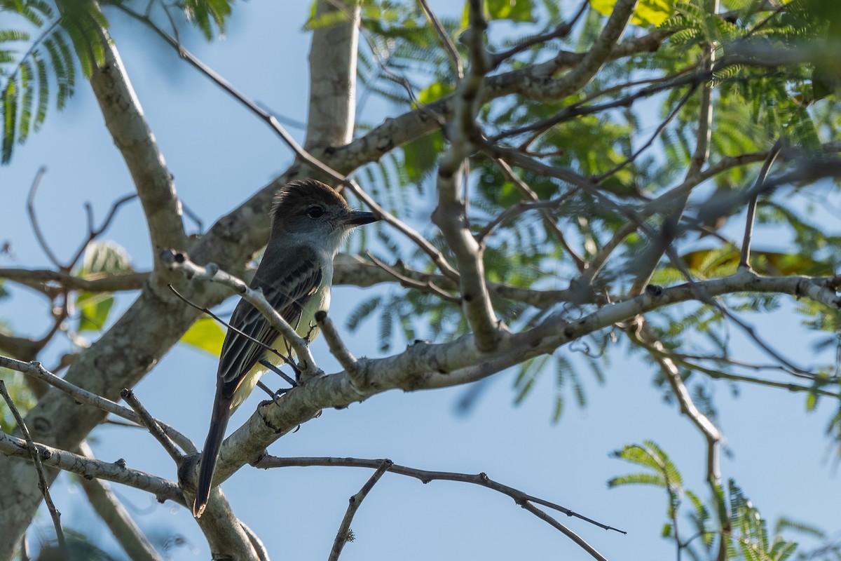 Yucatan Flycatcher - ML413402031
