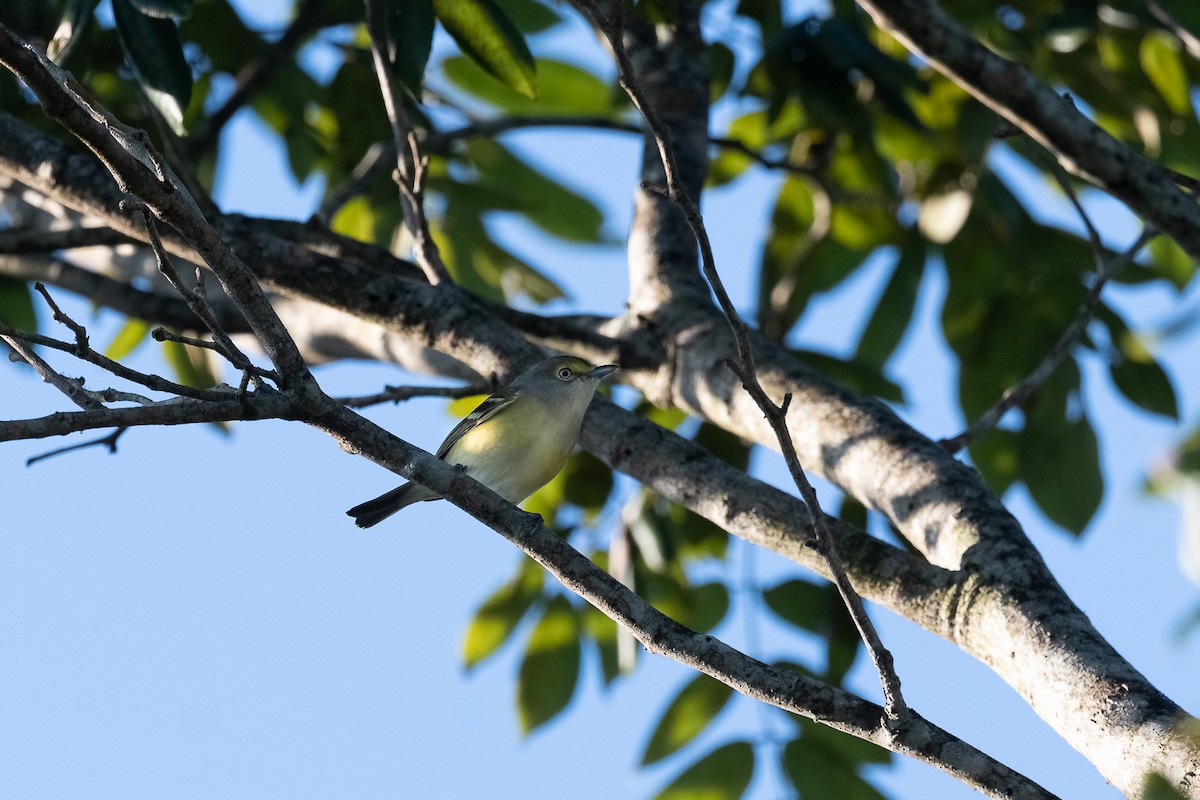 White-eyed Vireo - ML413402071