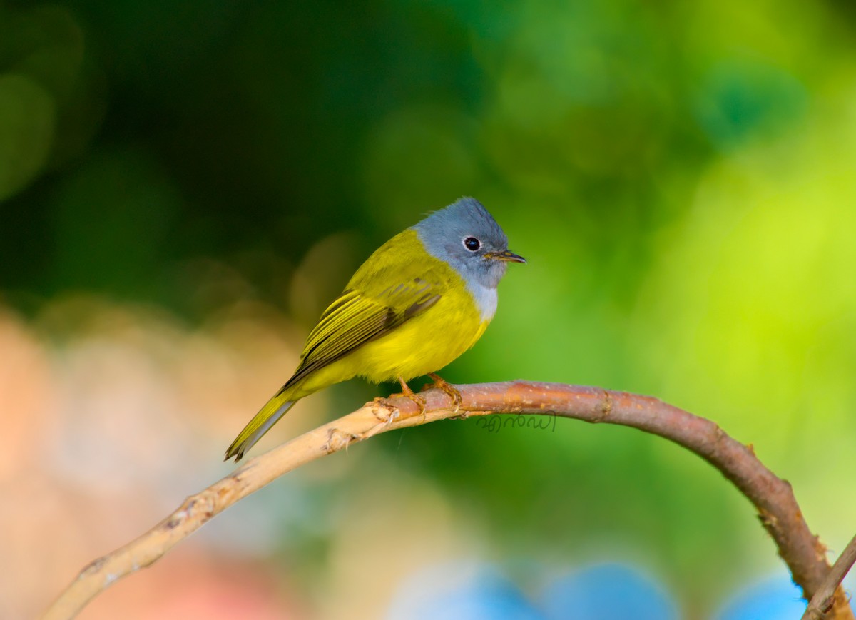 Gray-headed Canary-Flycatcher - ML413402211