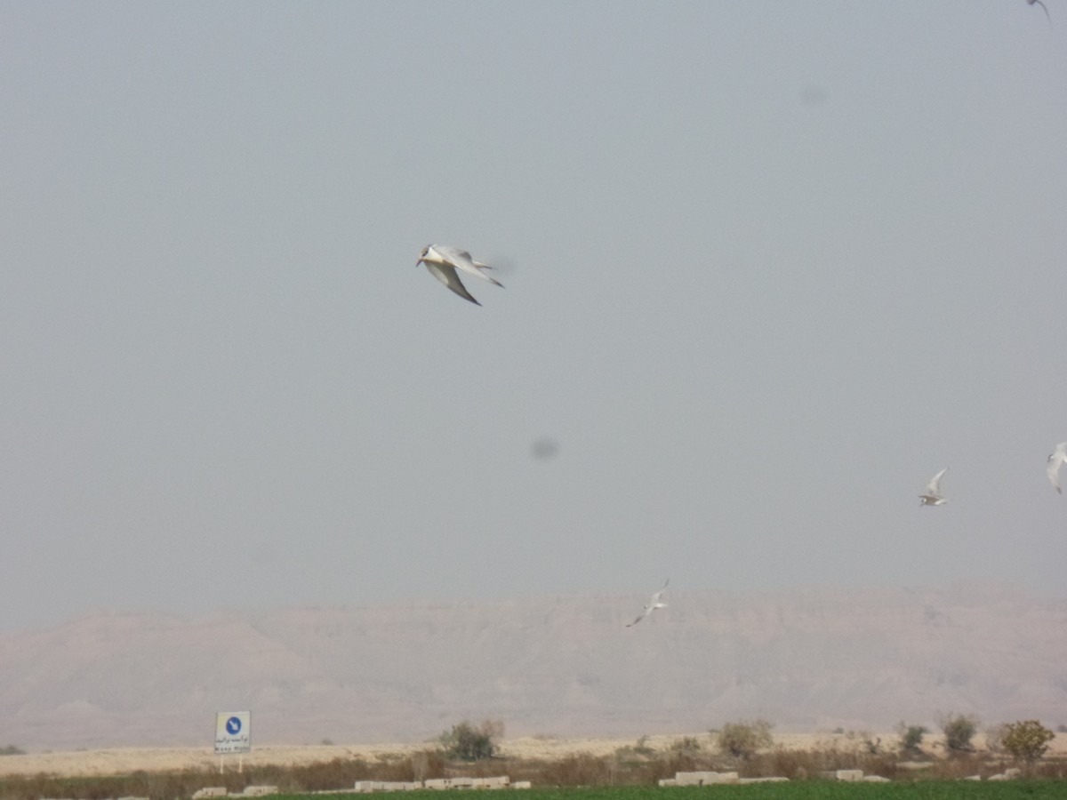 Whiskered Tern - ML413402311