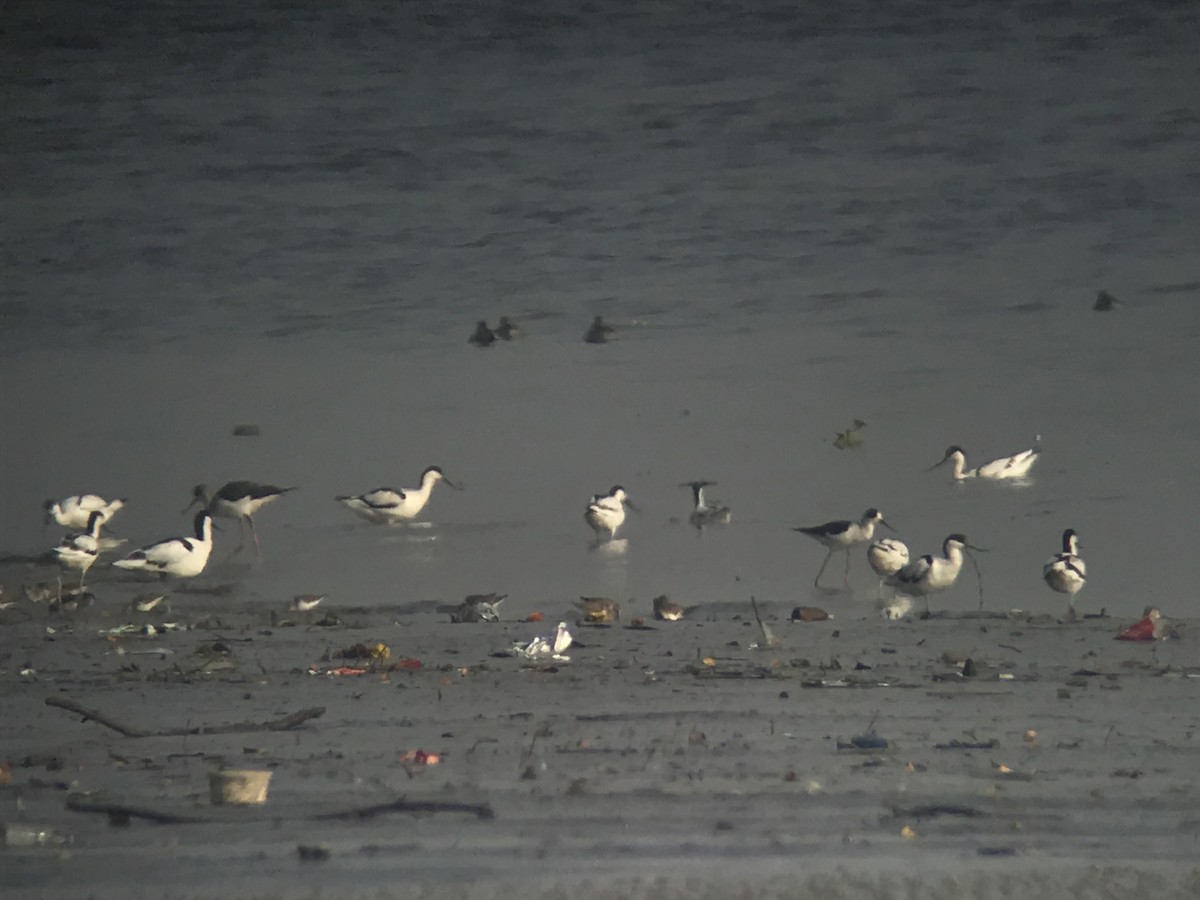 Pied Avocet - ML413403001