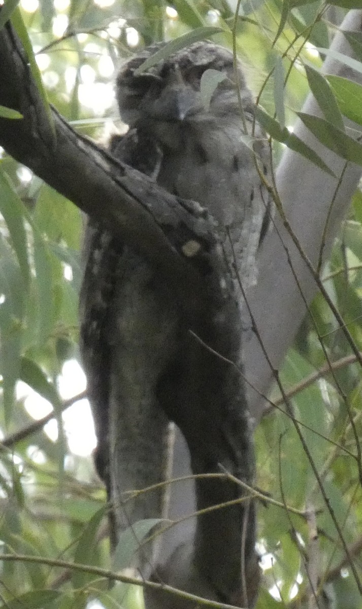 Tawny Frogmouth - ML413403111