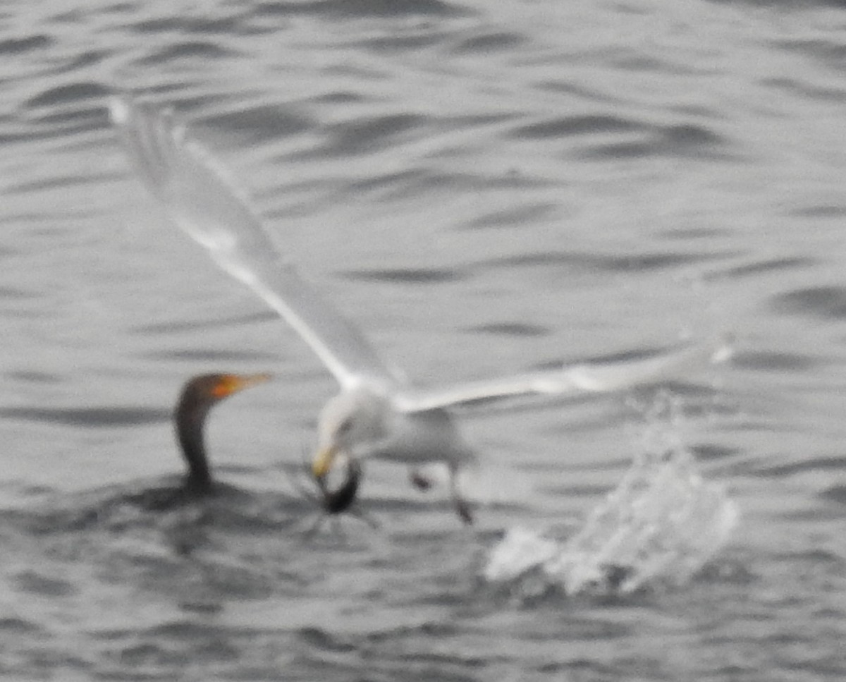 Glaucous-winged Gull - ML41340391