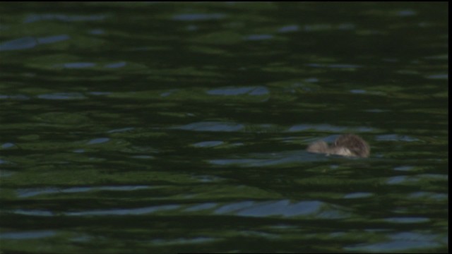 Common Loon - ML413404