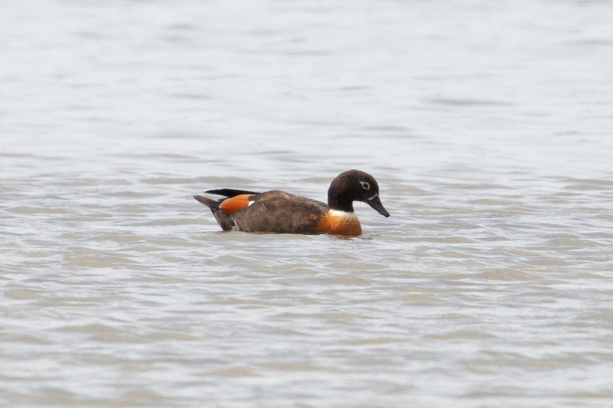 Australian Shelduck - ML413404241