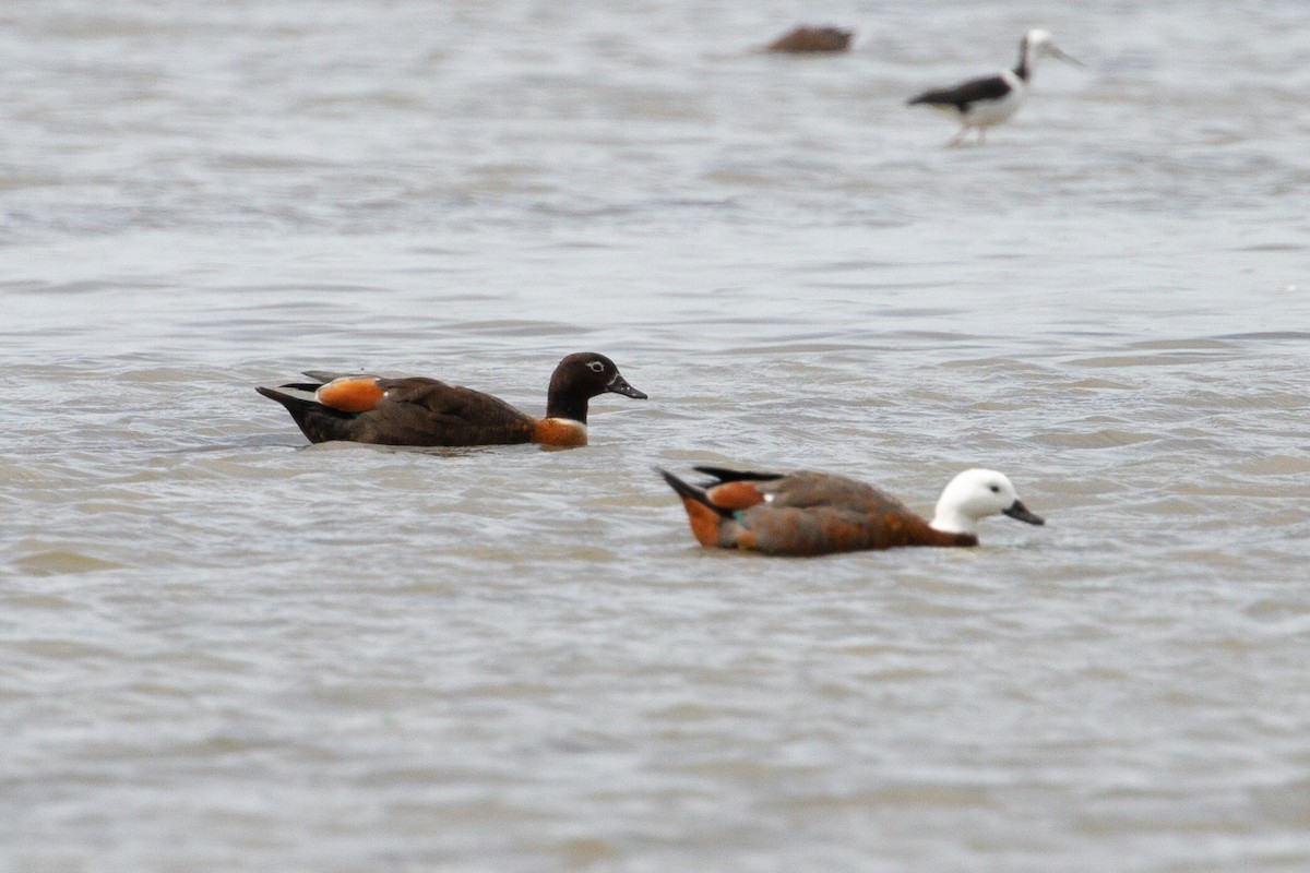 Australian Shelduck - ML413404261