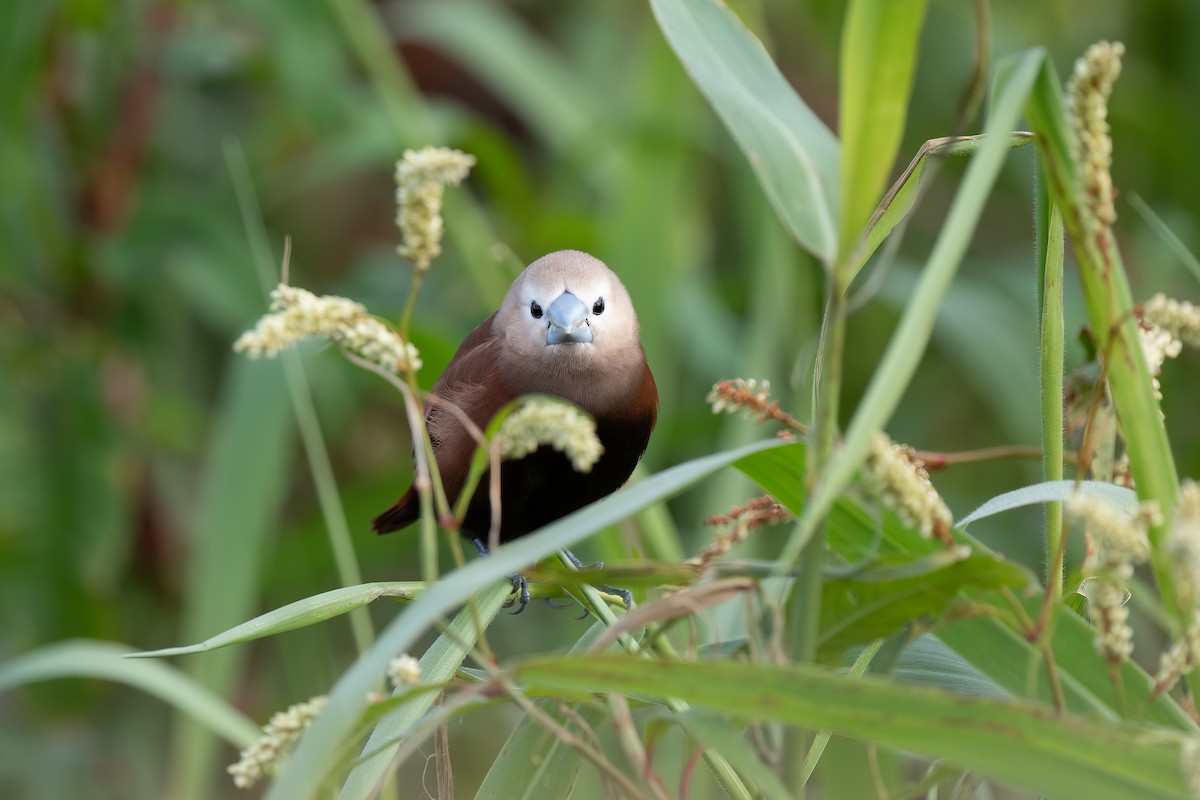 White-headed Munia - ML413404531