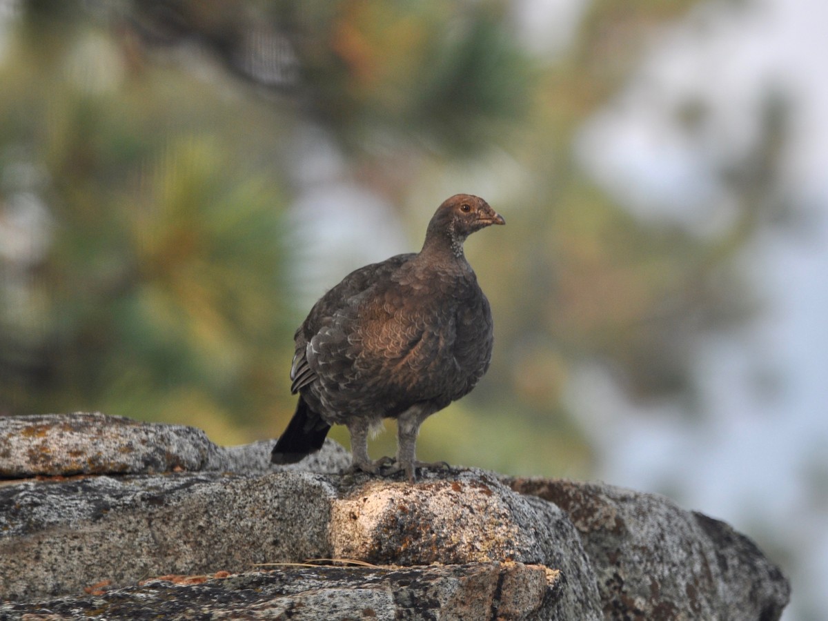 ススイロライチョウ - ML413404791