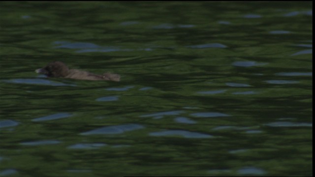 Common Loon - ML413405