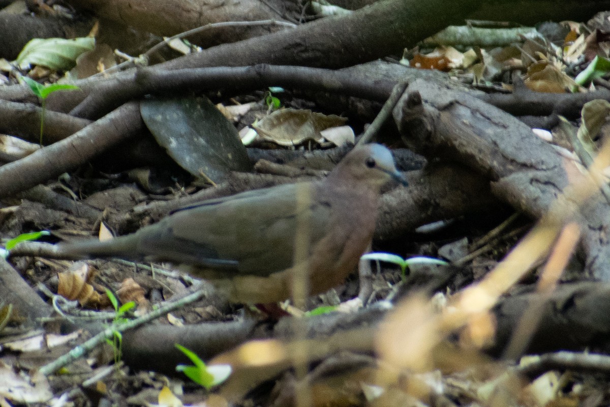 Gray-fronted Dove - ML413406981