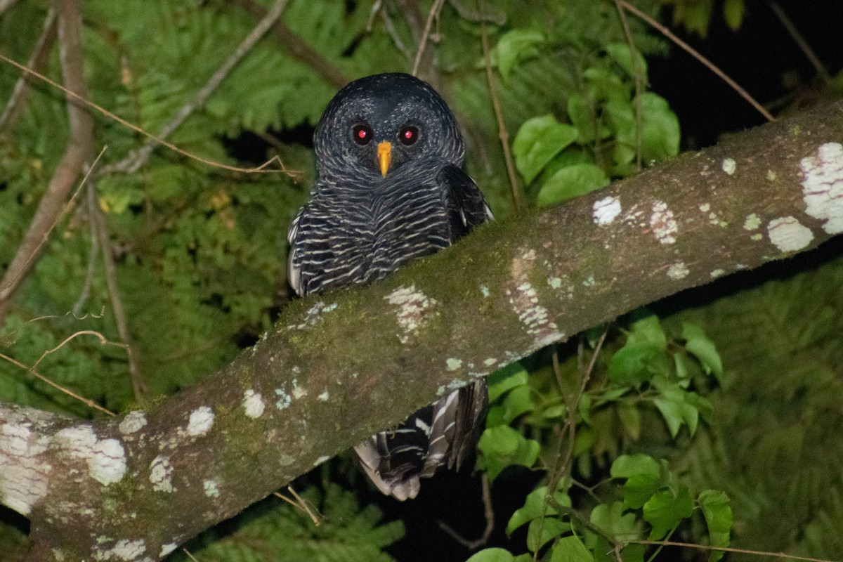 Black-banded Owl - ML413407691