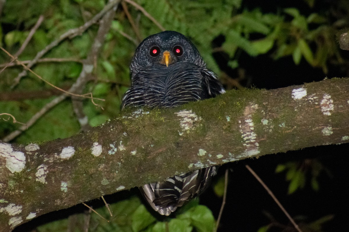 Black-banded Owl - ML413407701