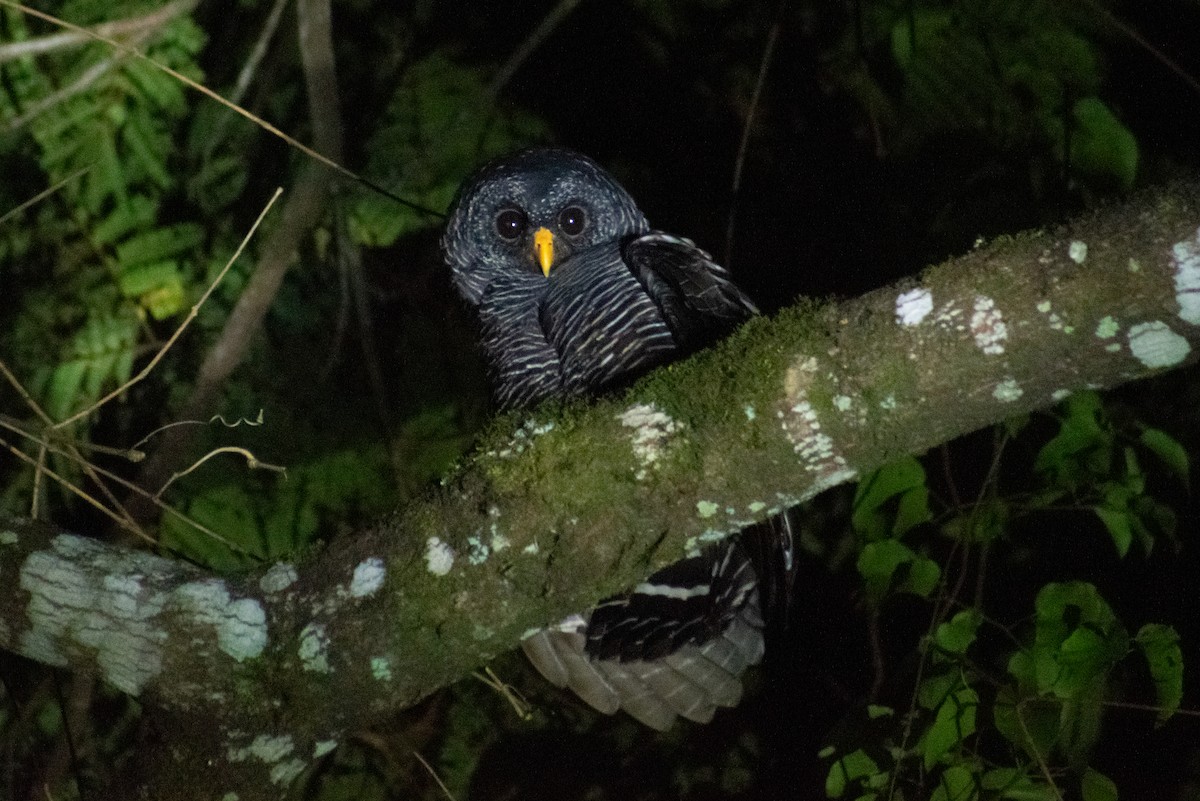 Black-banded Owl - ML413407761