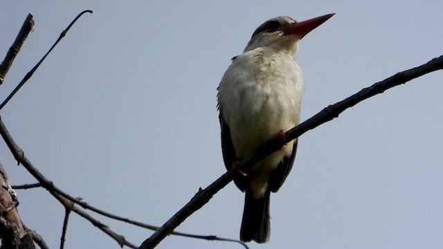 Brown-hooded Kingfisher - ML413408051