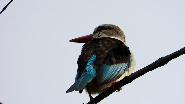 Brown-hooded Kingfisher - ML413408061