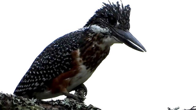 Giant Kingfisher - ML413408091