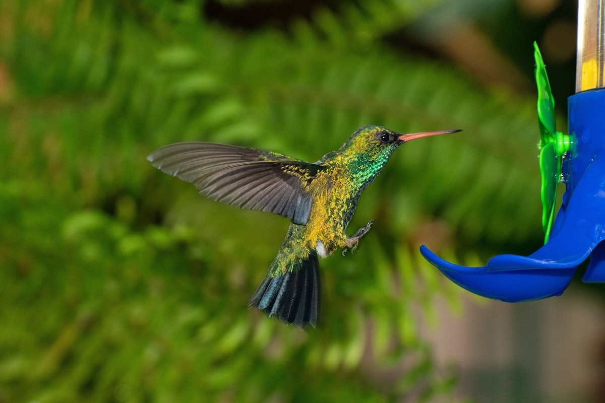 Glittering-bellied Emerald - ML413408901