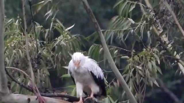 Palm-nut Vulture - ML413410871