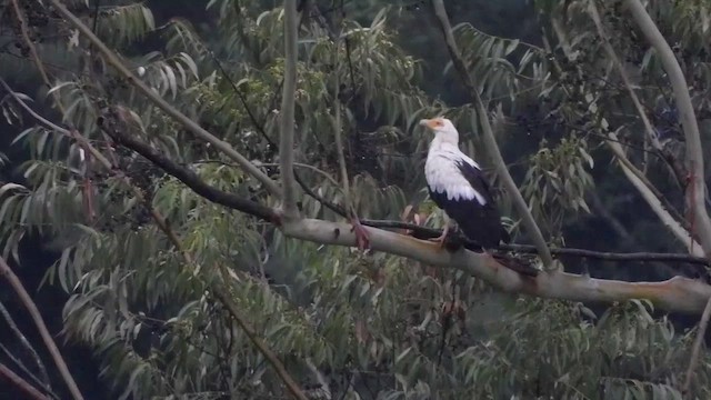 Palm-nut Vulture - ML413411201